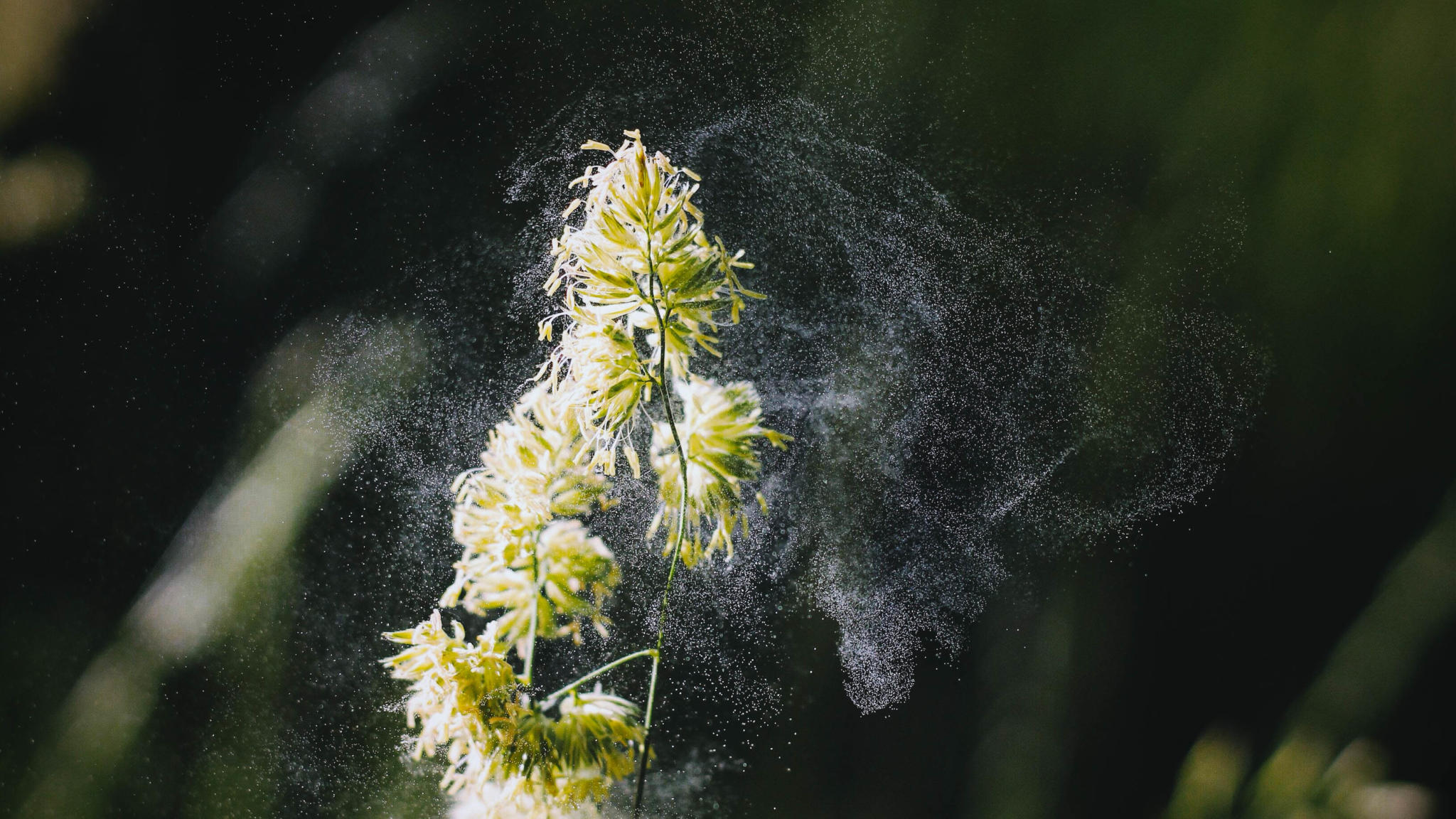Pollen
